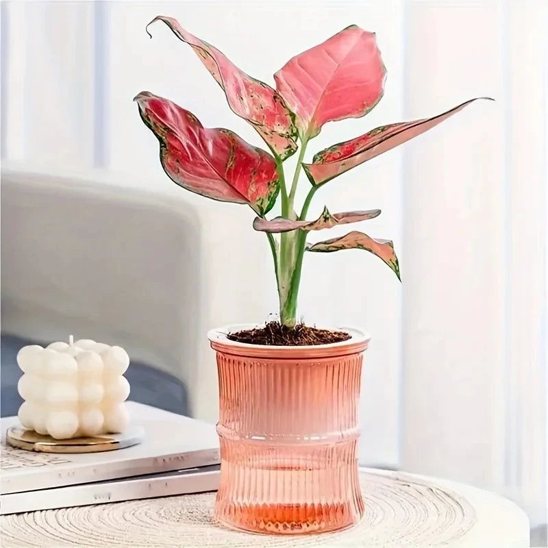 Hydroponic Flower Pot